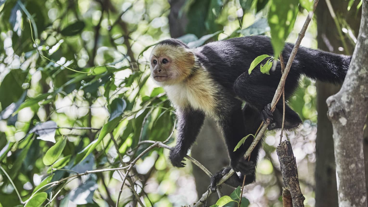 Small monkey sits on branch in tree 