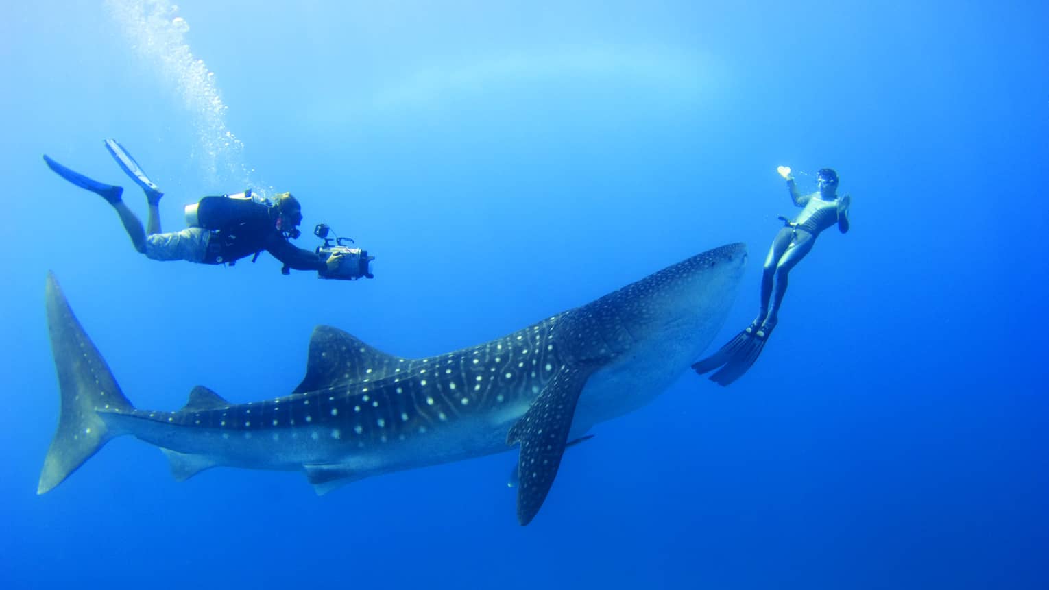 Two scuba divers swim around, film spotted whale shark underwater