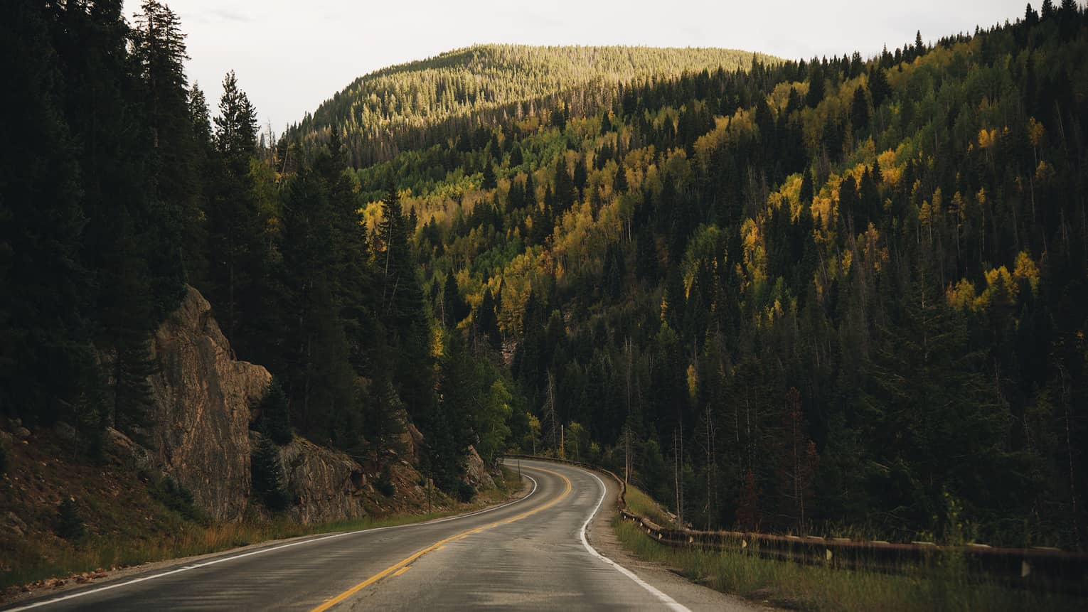 A road with woods of tall trees on both sides of it.