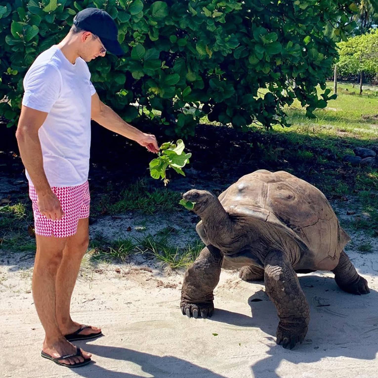 Man feeds greens to large tortoise on beach