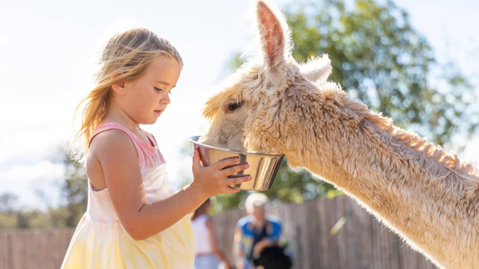 Alpaca farm