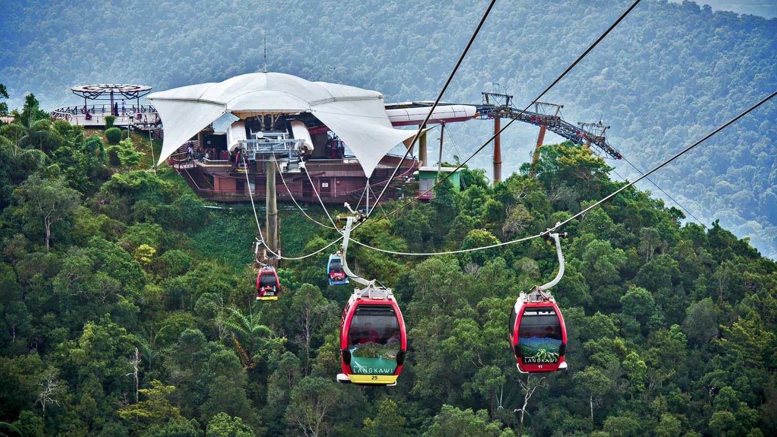 Guests ascend over trees and wildlife in specialty cable car lifts