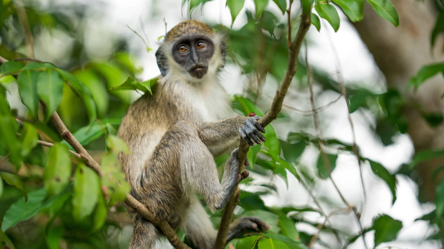 Green Vervet monkey sits on branch in tree
