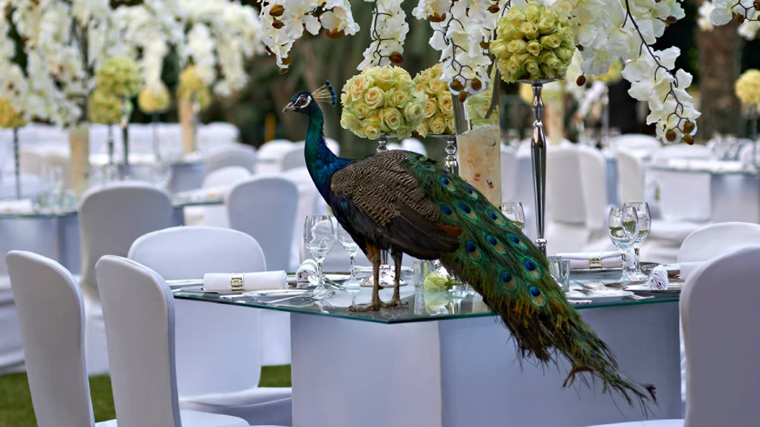 Peacock with long tail perched on formal banquet dining table at Manial Palace with white chairs, white roses