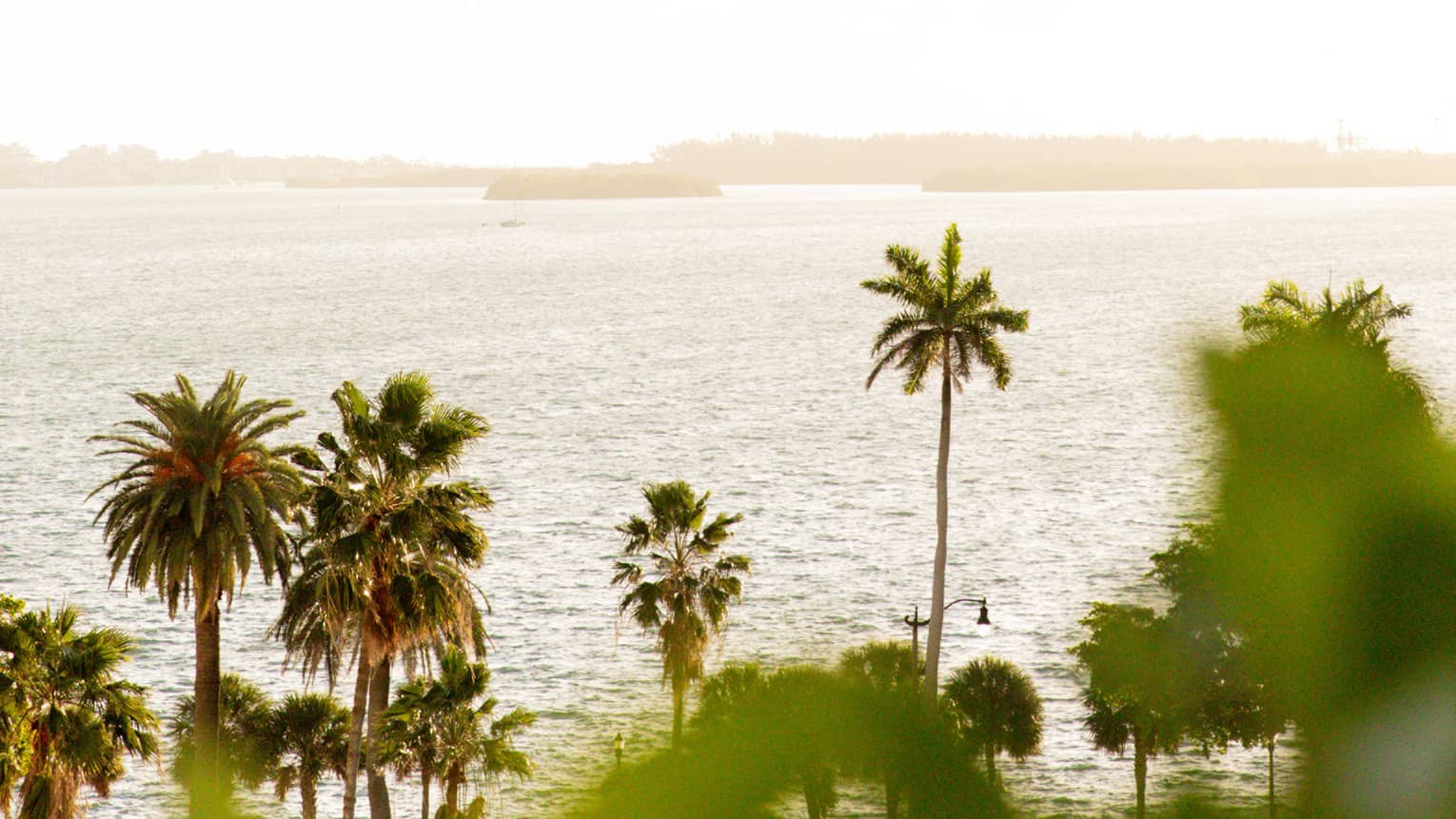 A row of palm trees of varying heights sways next to the water