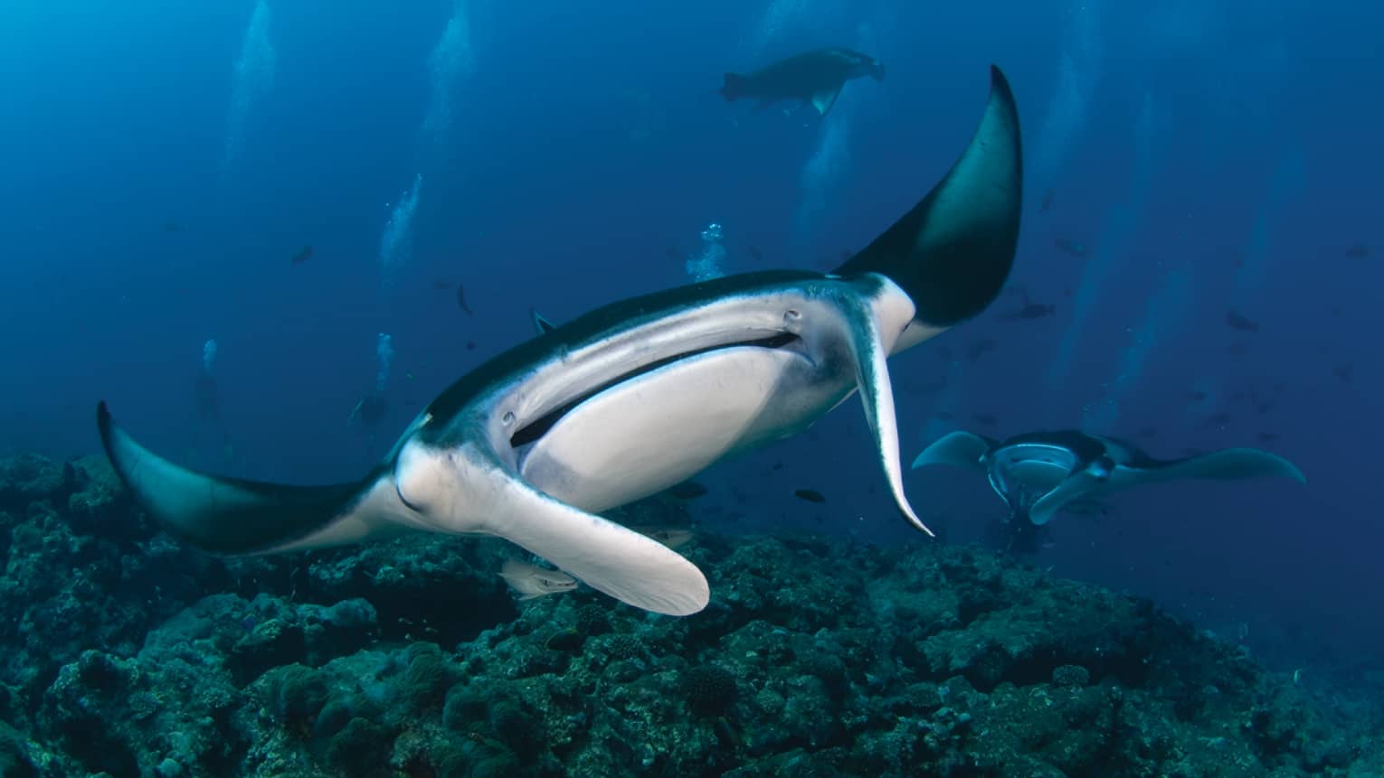 Close-up of manta ray with wide mouth, small eyes underwater in lagoon