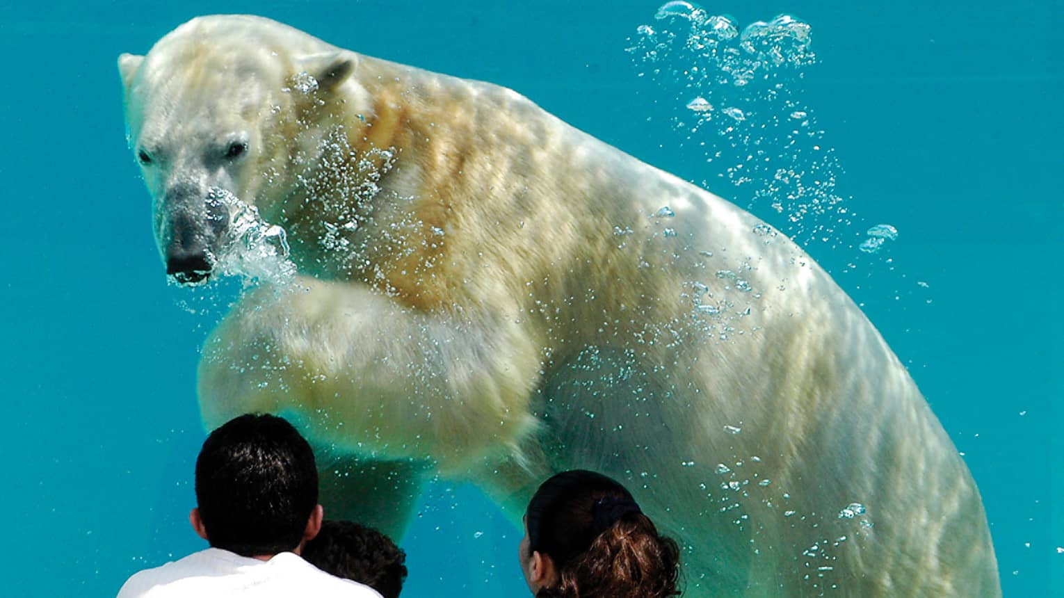 A family looking at a polar bear swimming in water.