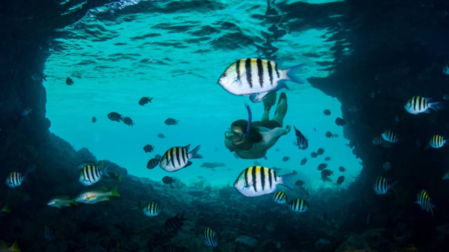 Underwater view of tropical fish in lagoon