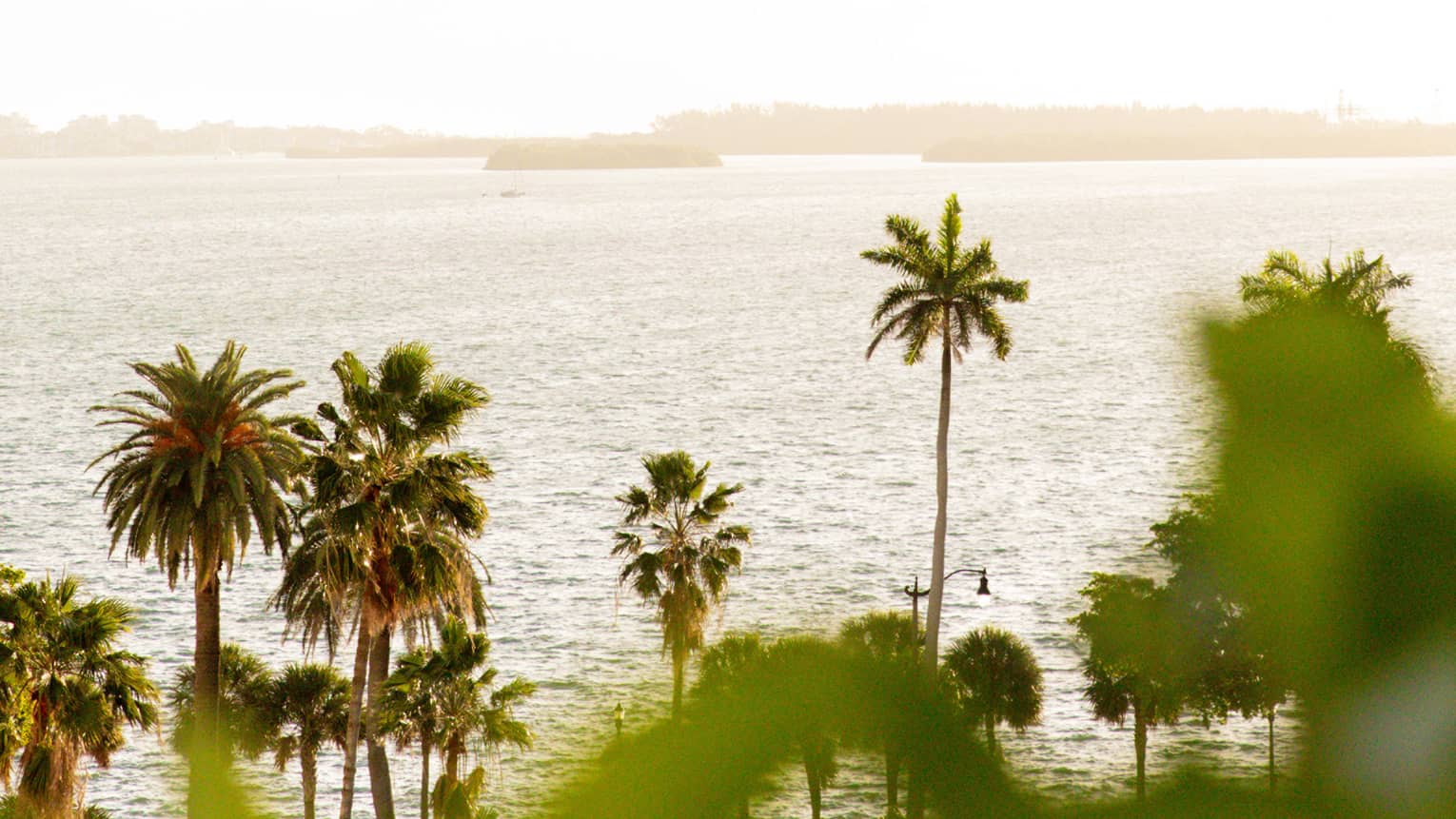 A row of palm trees of varying heights sways next to the water
