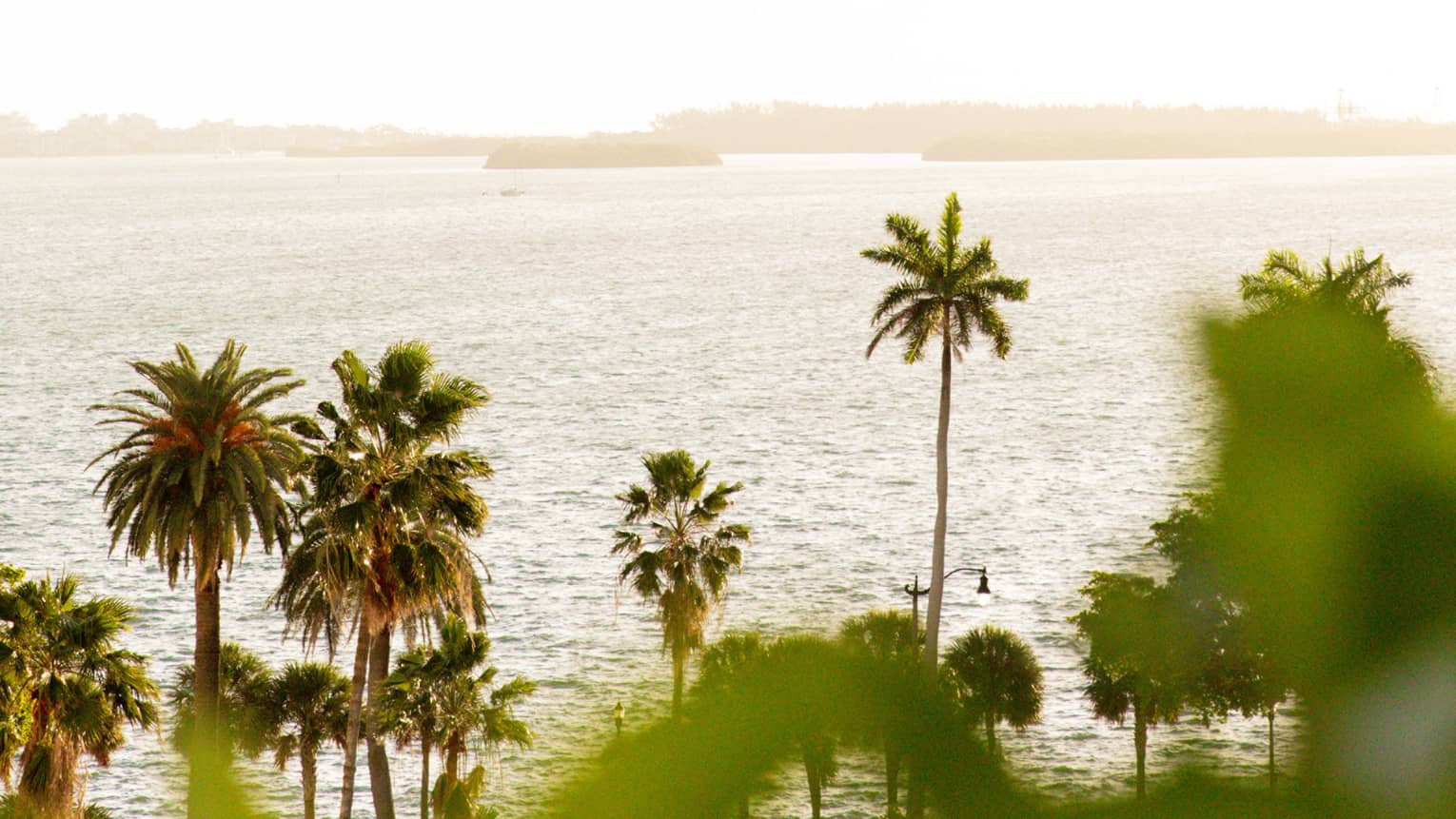 A row of palm trees of varying heights sways next to the water