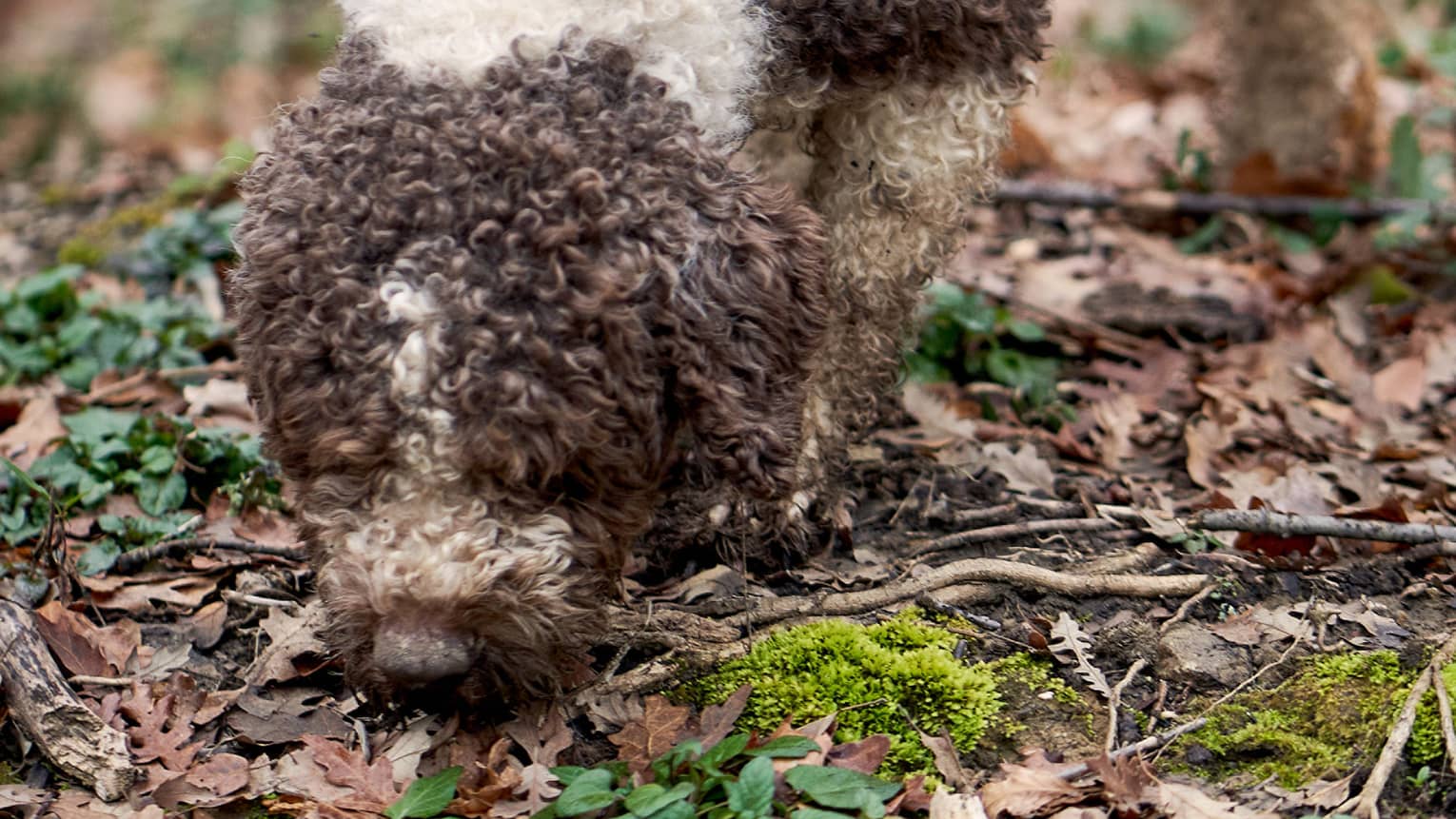 A grey and white dog sniffs at the ground in a wooded area