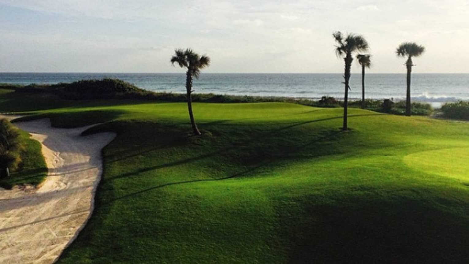 Sprawling green golf course with four palm trees by ocean