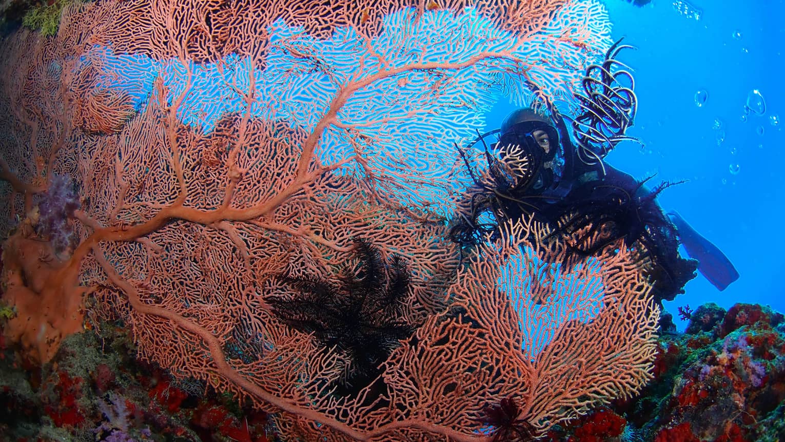 A Scuba diver swims behind large, colourful coral in lagoon