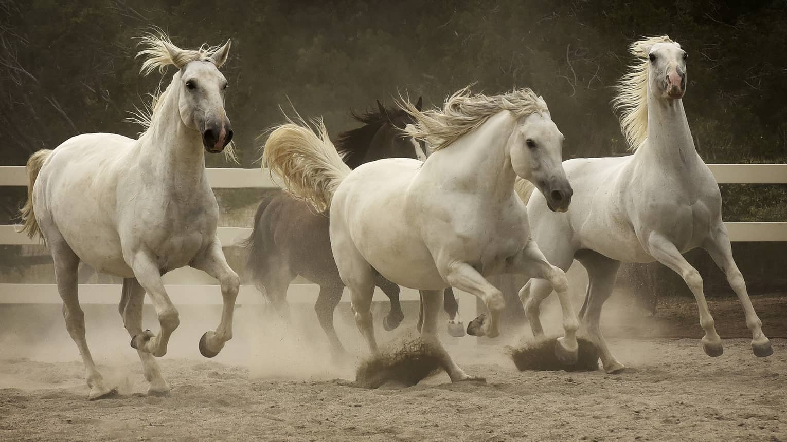 Dirt flies up and create a haze in the air as three white horses and one brown horse race in a riding rink.  