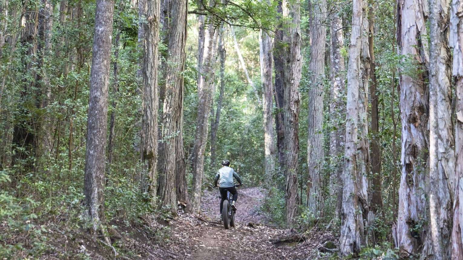 Rear view of person riding a mountain bike on a hard-packed dirt trail bordered by towering trees and dense vegetation.