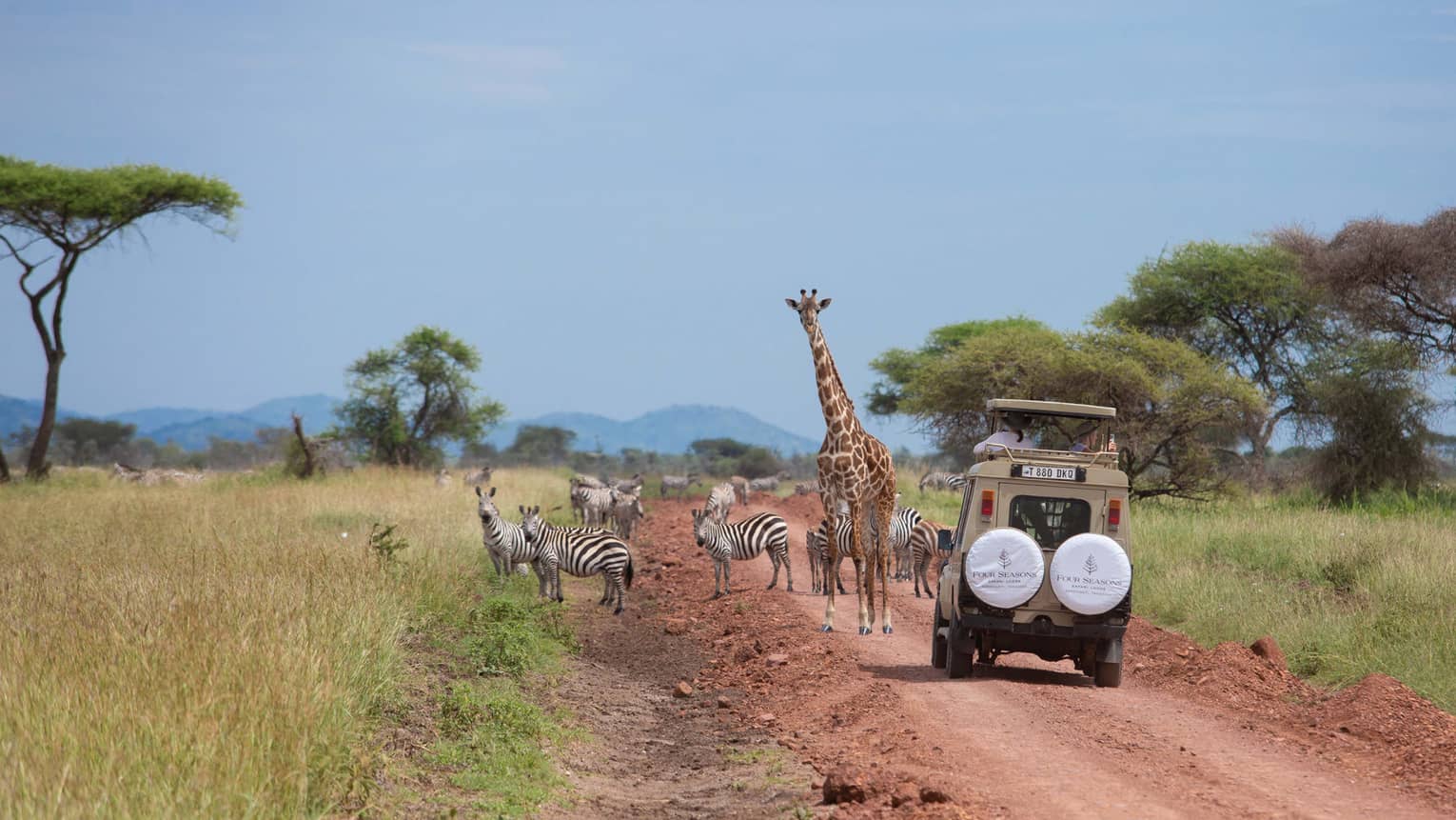 Safari game drive with rugged SUV on dirt road behind giraffe and zebras, flanked by tall grass and