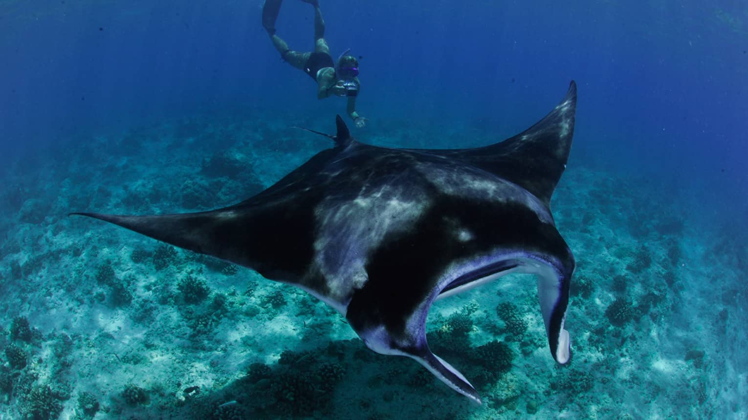 Snorkeller with underwater camera takes photo of large manta ray in lagoon
