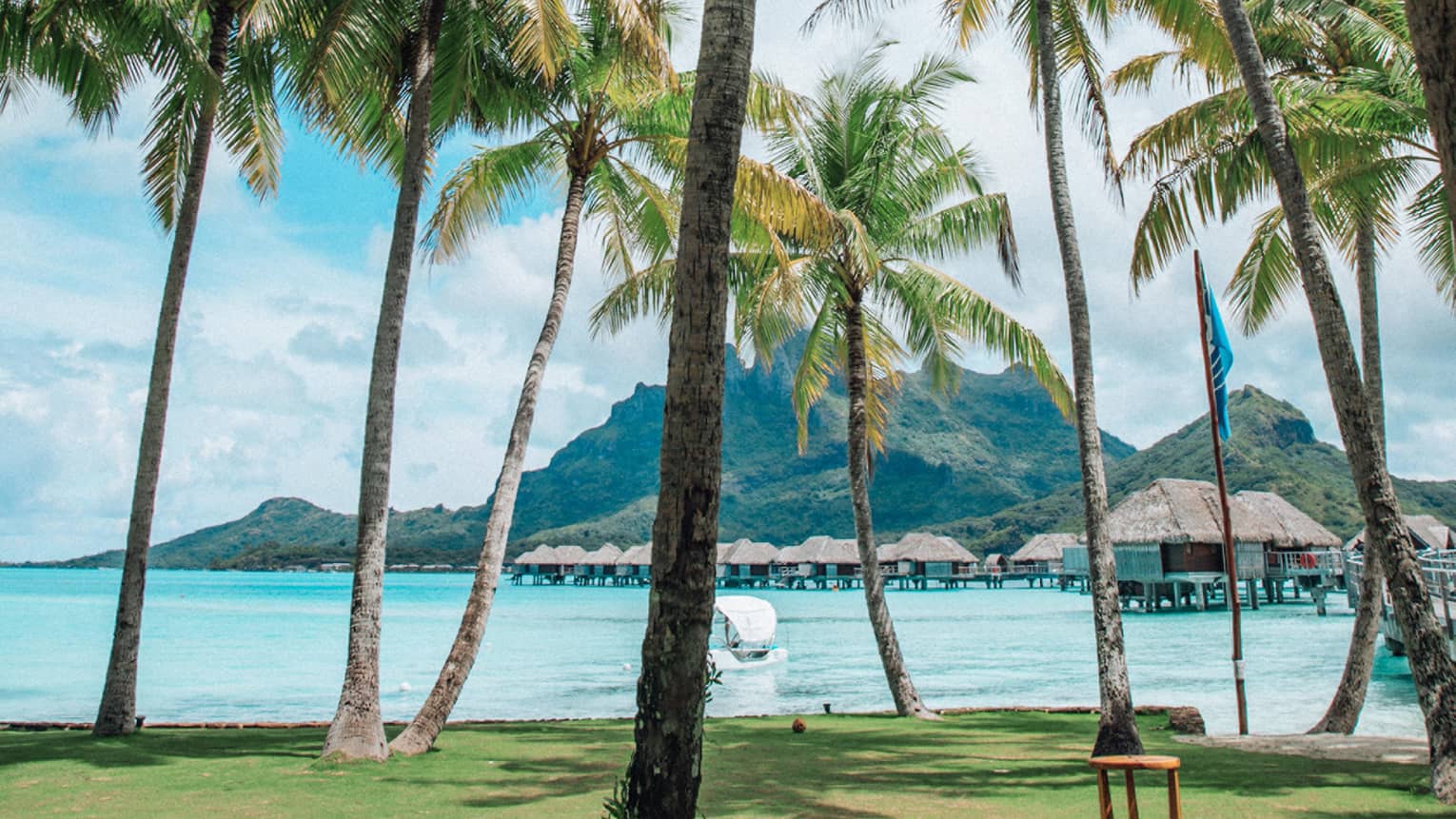 Tall palm trees over event lawn by lagoon