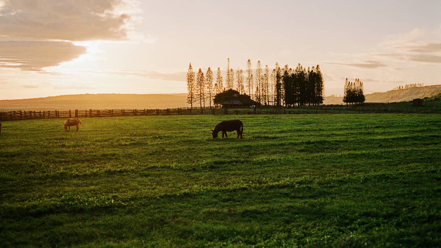 Horses grazing in a meadow at dusk