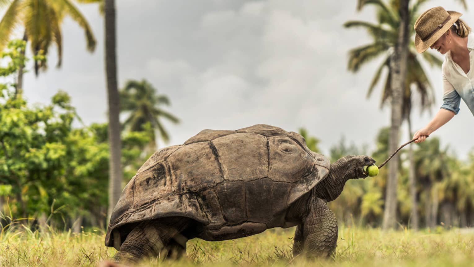 Giant tortoise in tropical setting