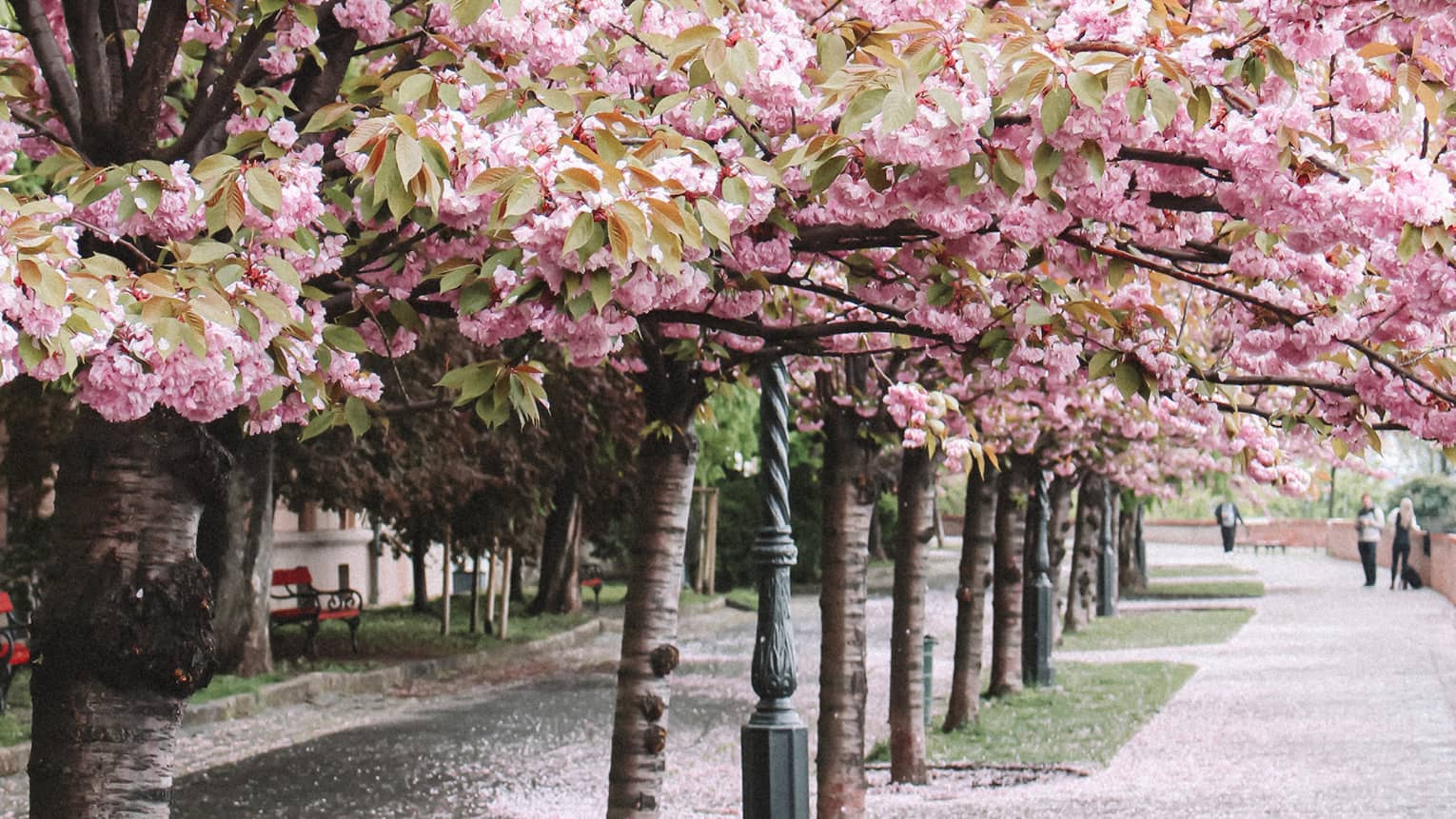 Street lined with cherry trees in full pink bloom