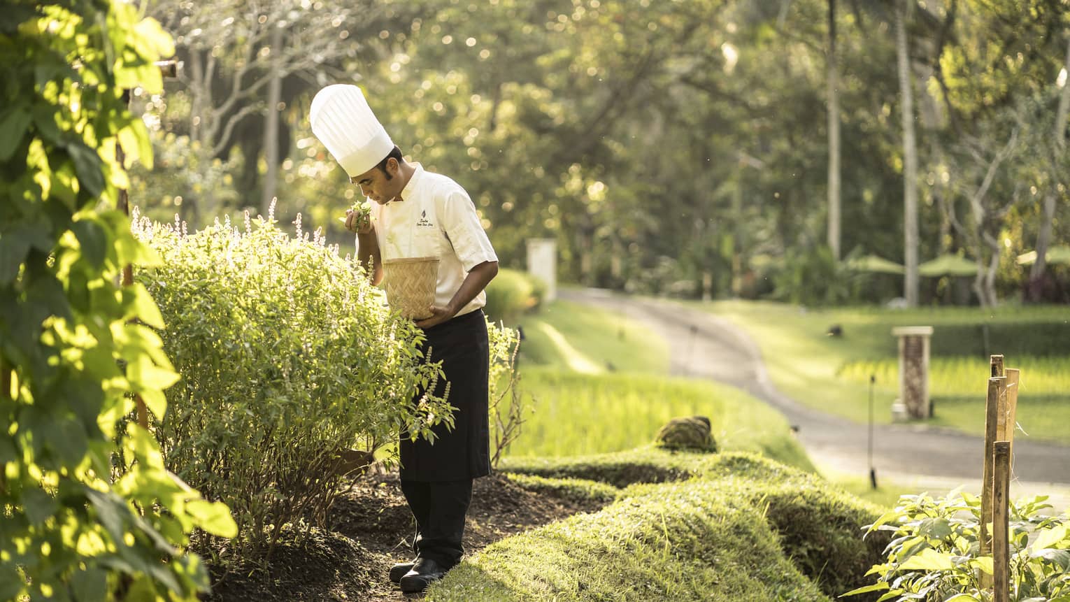 A chef collecting fresh vegetables and herbs from a garden to use in his creations