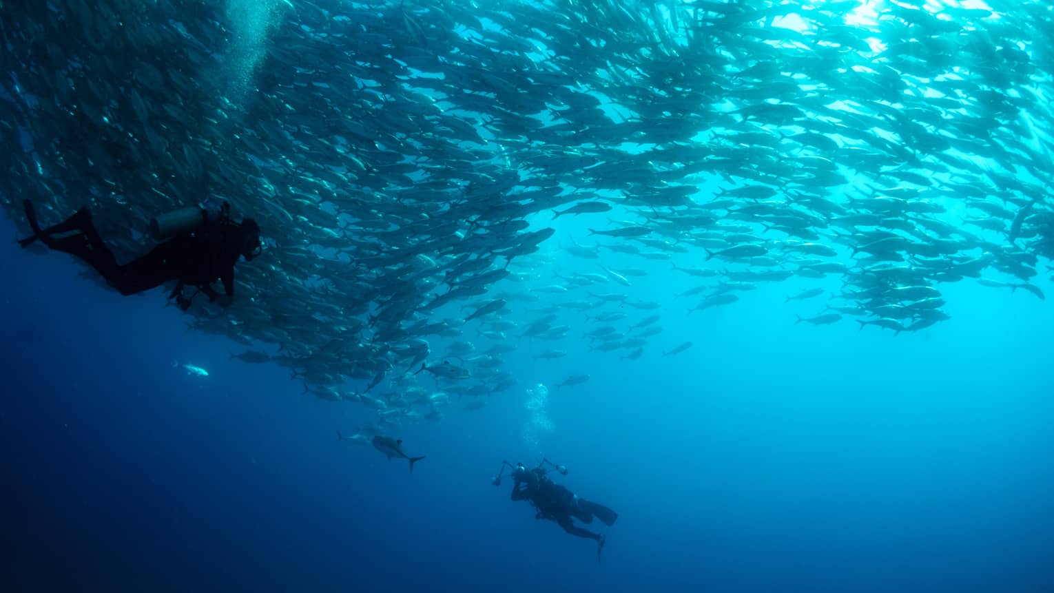 A person scuba diving in the ocean surrounded by hundreds of fish. The diver captures the underwater beauty with a camera.