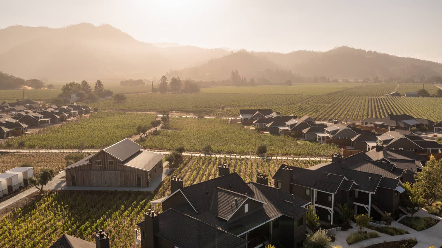 A vineyard surrounded by quaint buildings