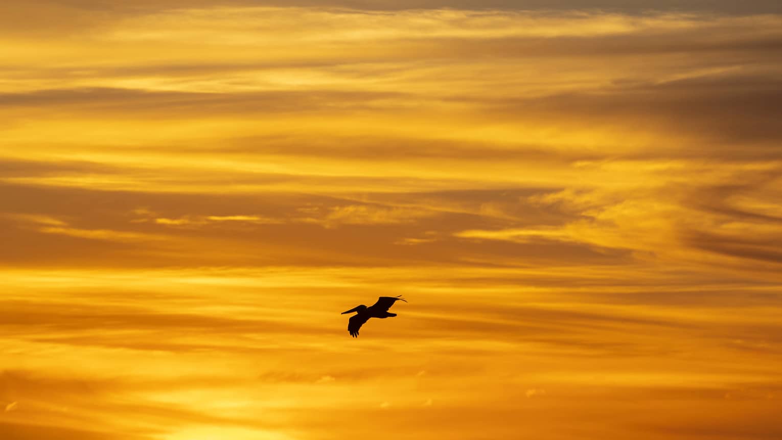 Silhouette of a distant pelican soaring at sunset, the fiery-orange sky streaked with clouds. 