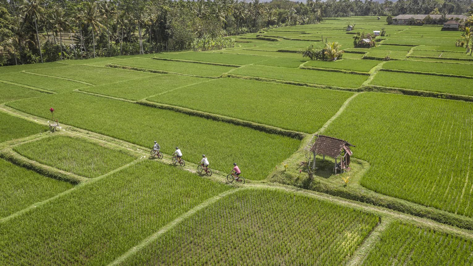 four seasons guests bike through farmland near four seasons hotel bali at sayan