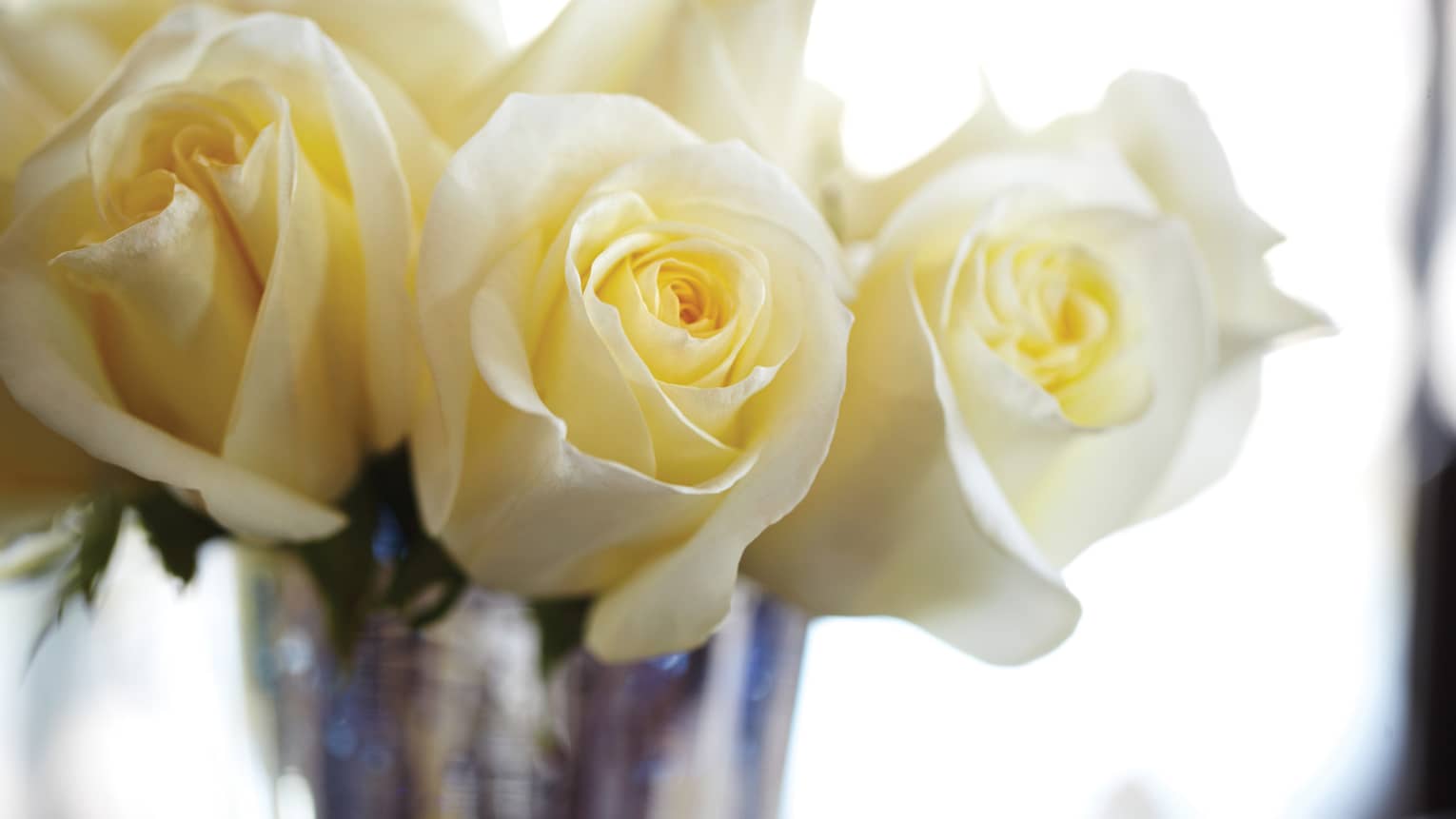 White roses in a vase