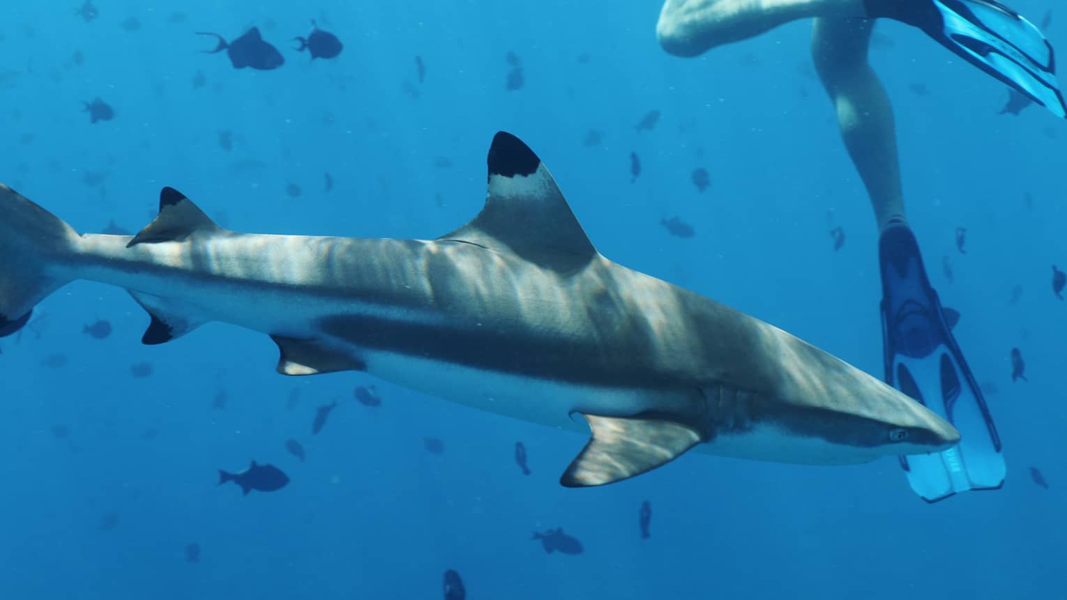 Underwater view of lagoon shark swimming past scuba diver's legs and flippers 