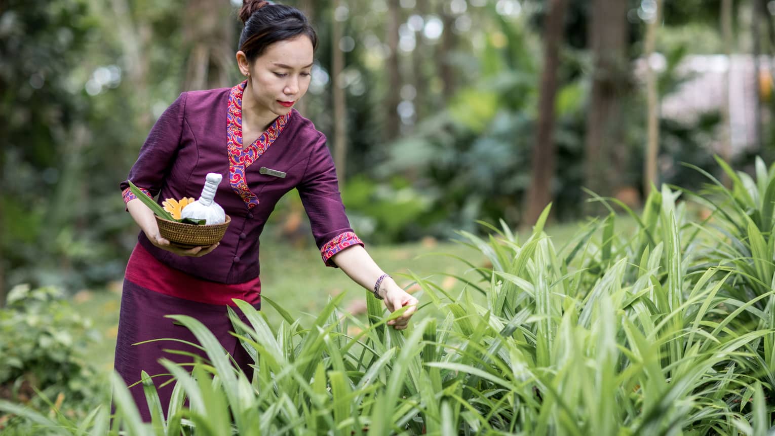 Spa assistant director holds basket, picks blades of grass from garden
