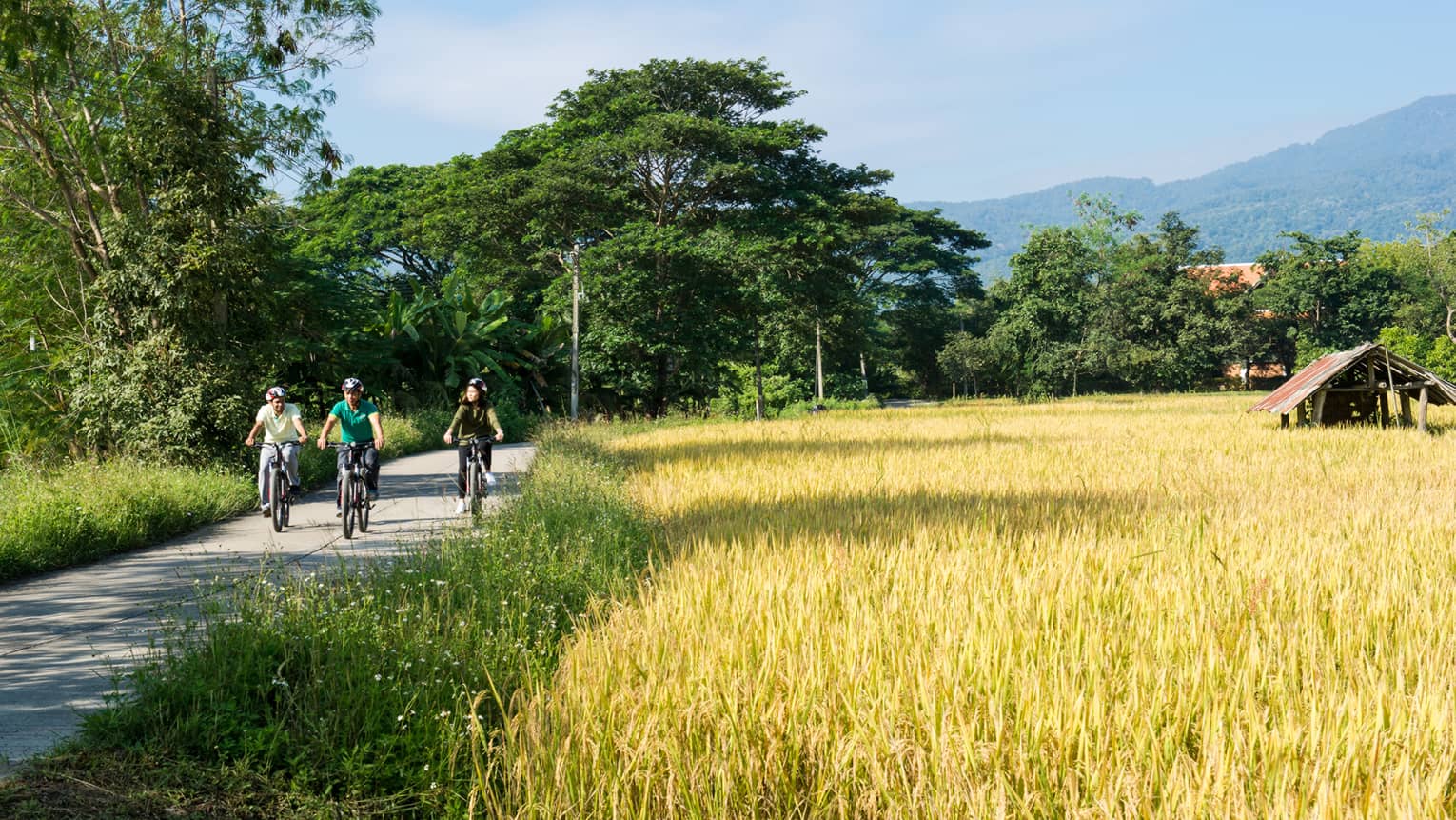 Tour de Mae Rim, three people ride bicycles down path past golden field