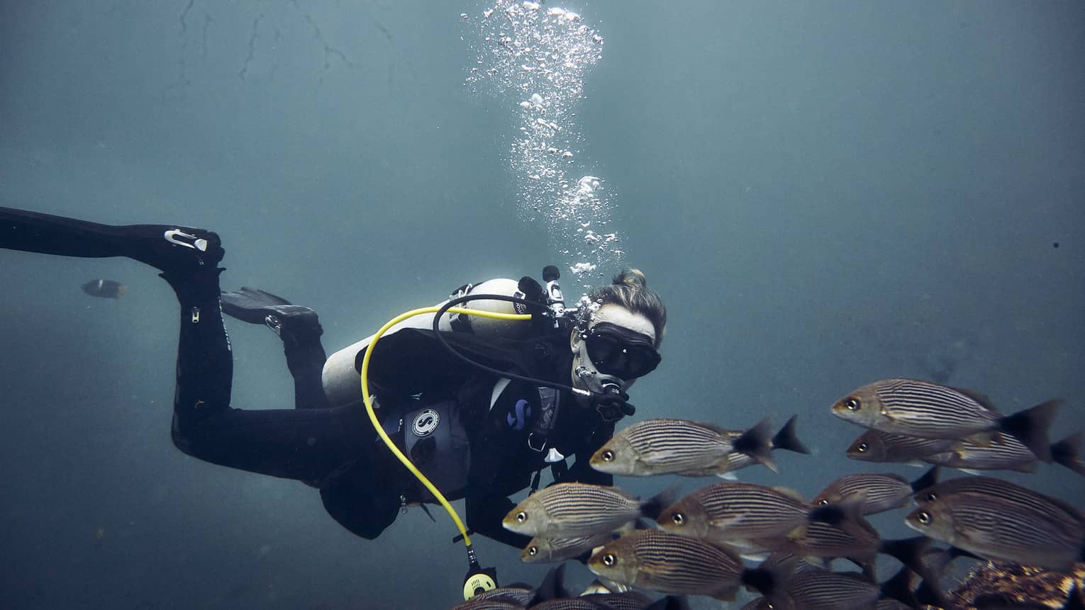 Scuba diver under ocean with school of fish