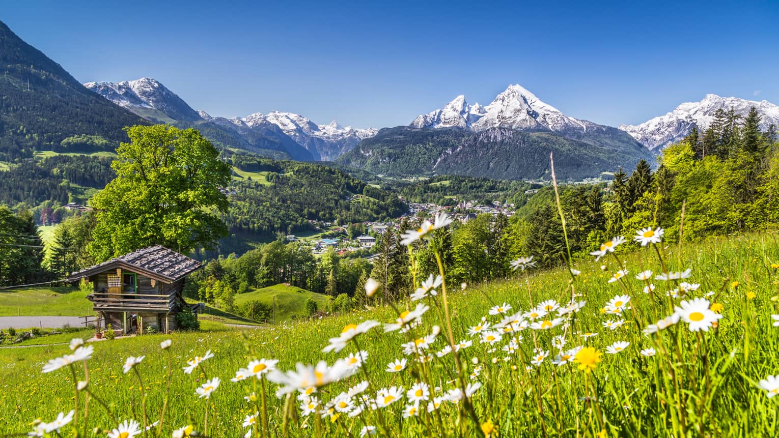 Field of wildflowers