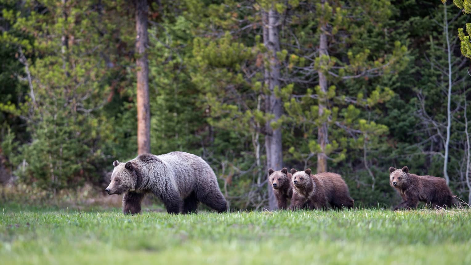 A mother grizzly bear and her three cubs emerge from the treeline of a forest to walk across a grassy clearing.