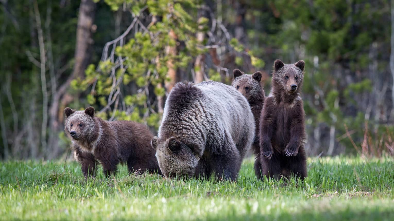 Bears with three bear cubs in green field