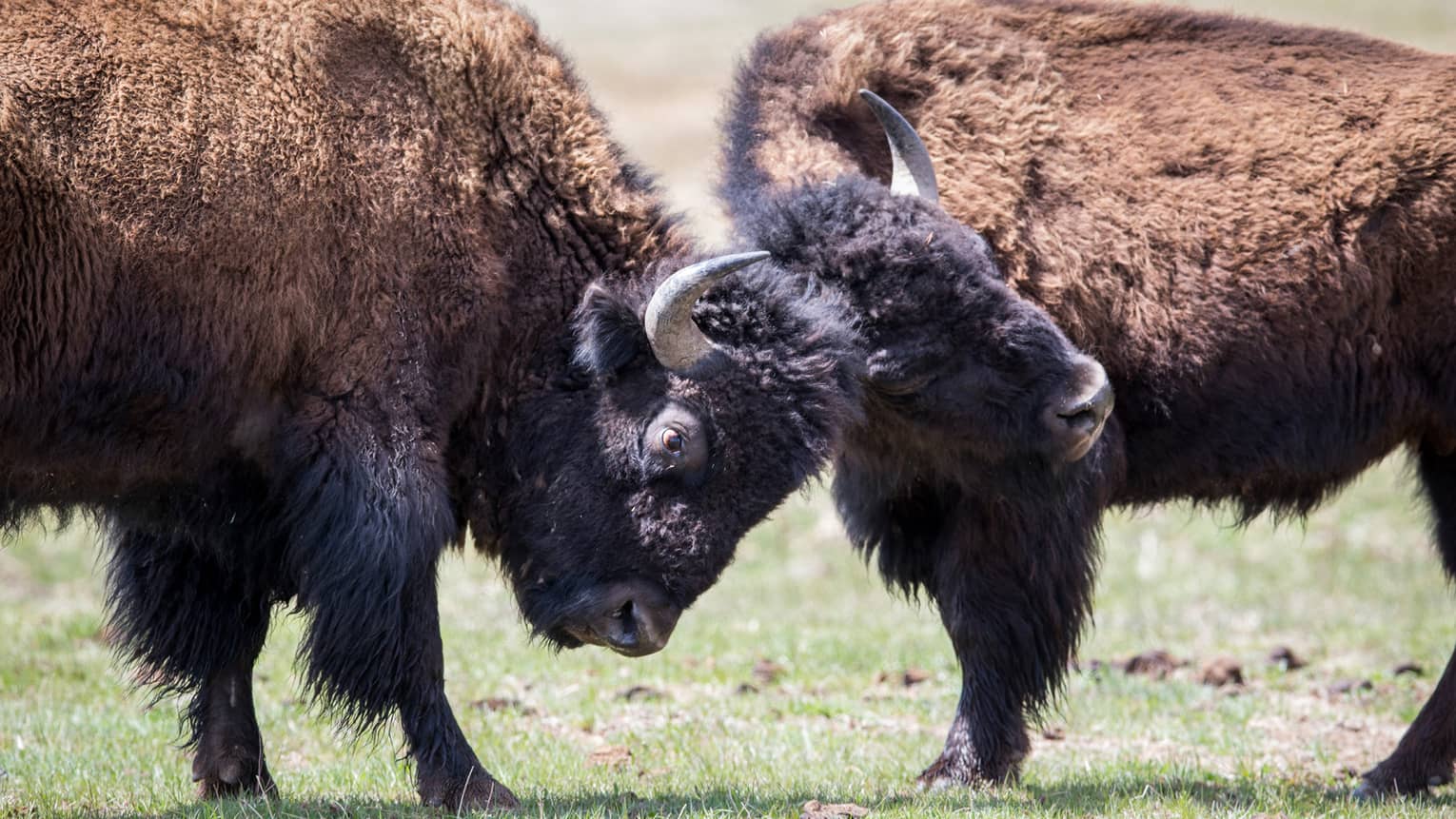 Close-up of two bison locking horns on green pasture