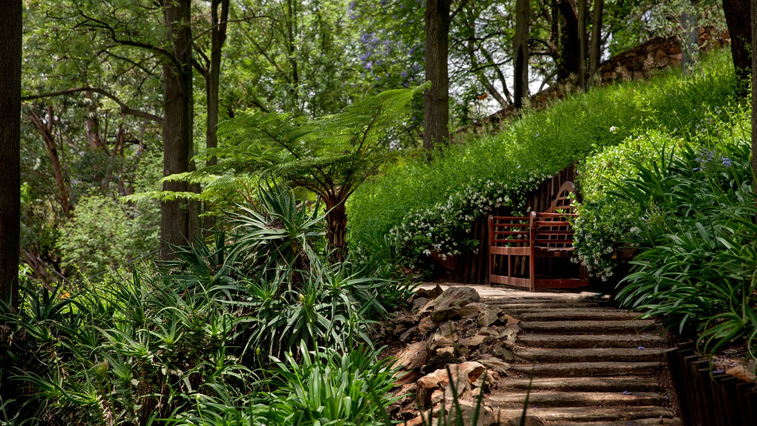 Tropical forest around stone steps