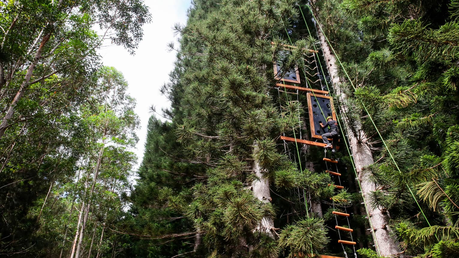 View from below of a climber gripping a plank by an open handhold on a vertical obstacle course in a dense pine forest.