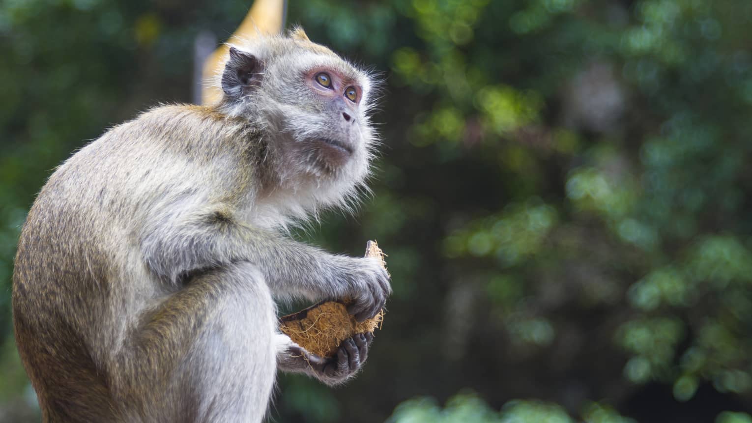 A grey, white and tan monkey, known as a crab-eating macaque, is sitting in a tree while holding a piece of a coconut husk.