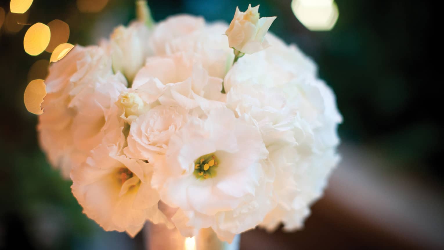 Close-up of white flowers in vase 