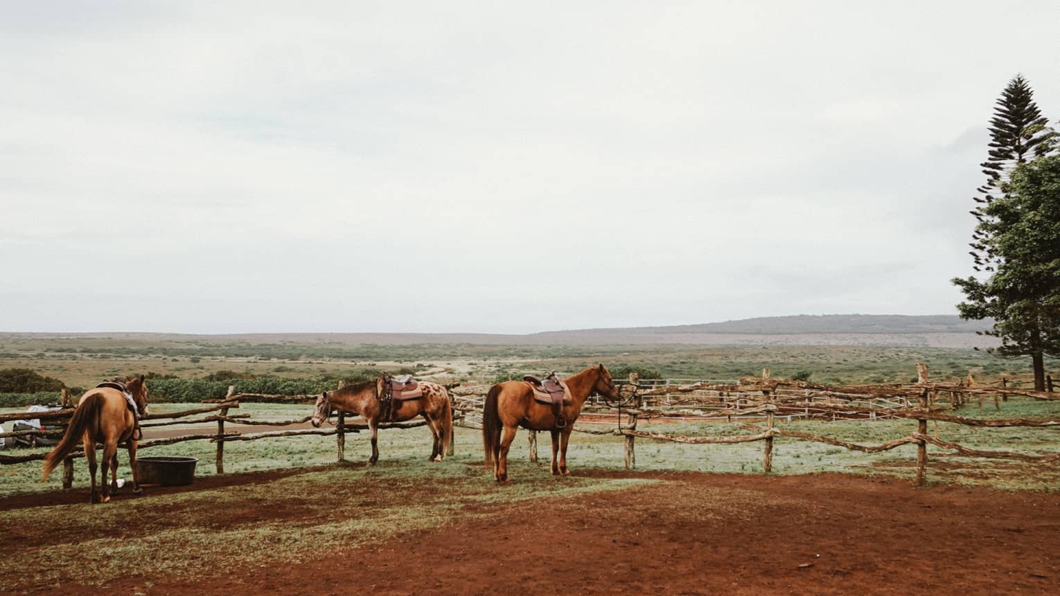 Three horses by fence and tree in field