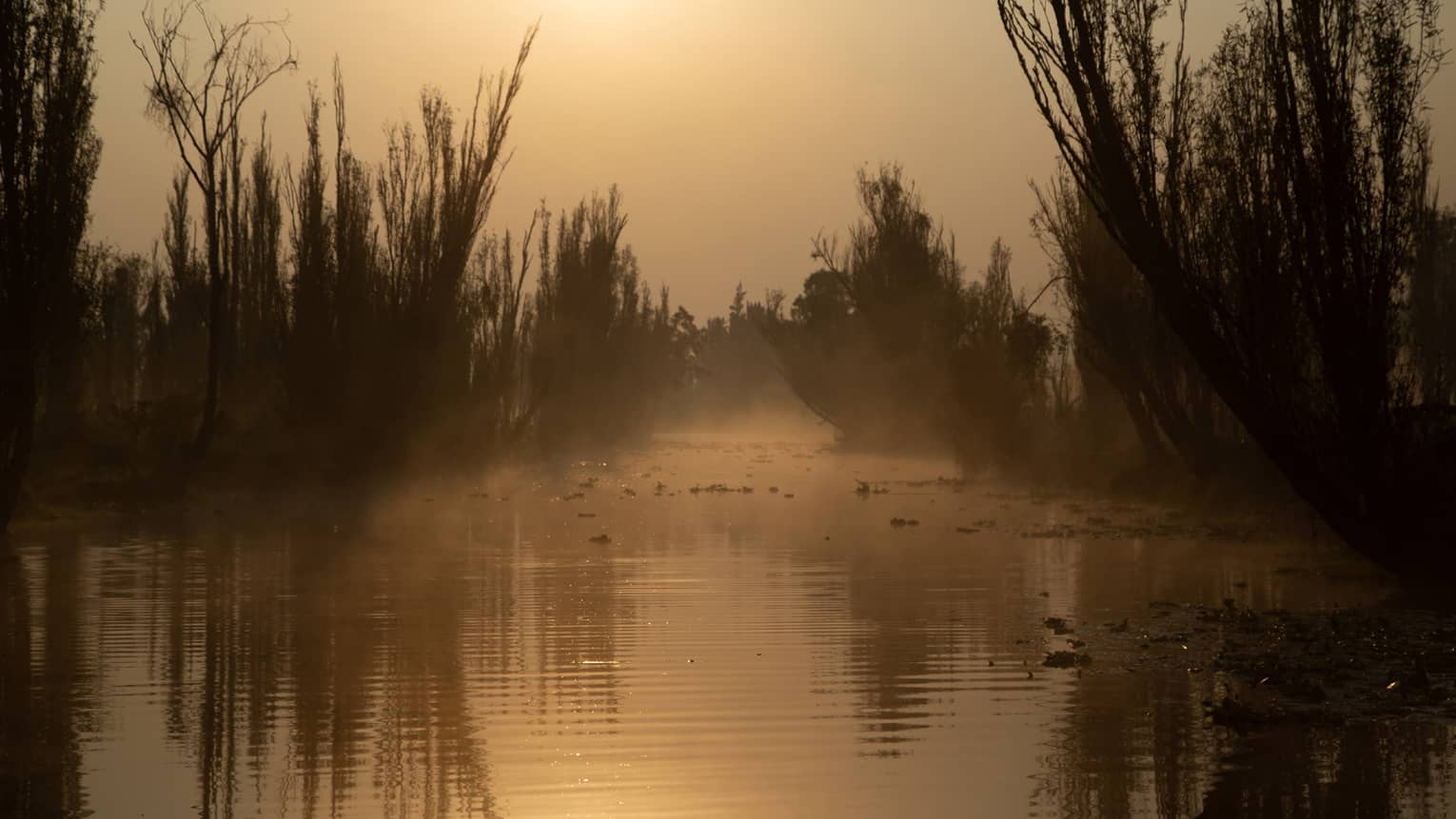 River with brush at sunrise