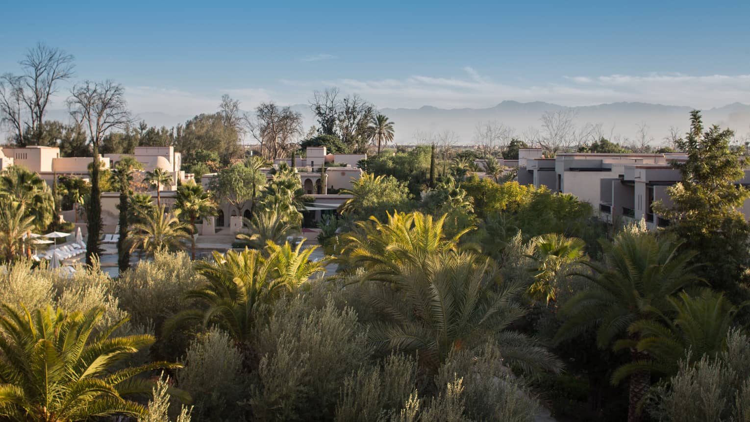 View of African palms and the city from the Premier King Suite