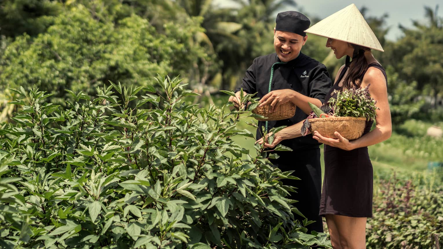 Chef, woman in hat with basket pick herbs, greens from garden