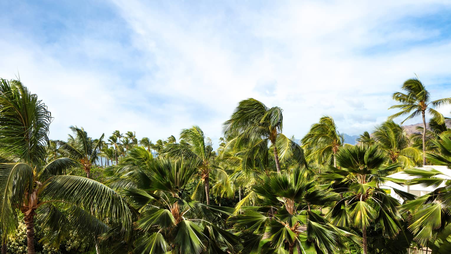View of palm trees