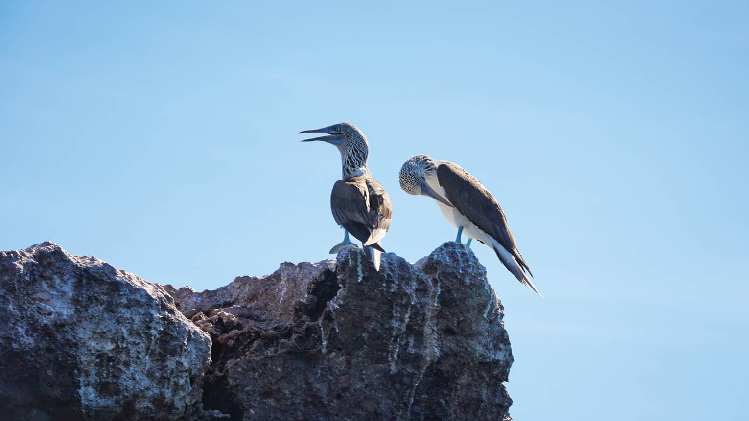 Punta Mita seagulls