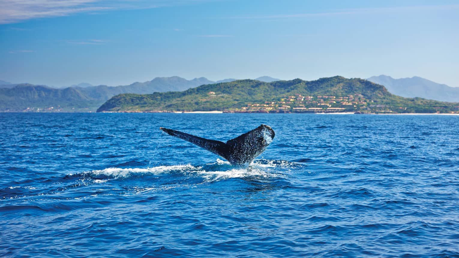 Humpback whale's tail cuts through water on ocean, green shores in background